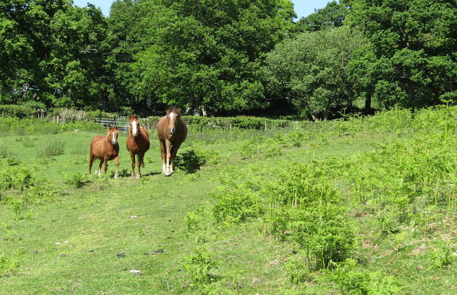 Acorn Court Country House - Foto 43