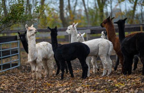 Alpaka - & Ferienhof Neukämper - Foto 1