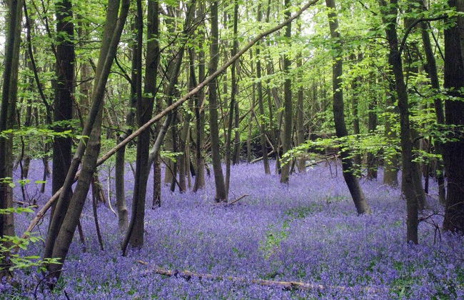 Manor Farm Courtyard Cottages - Foto 23