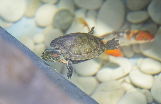 Flower Pot Complex - Foto 43