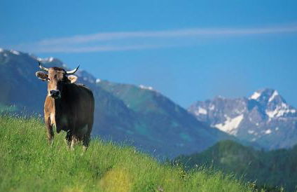 Hornblick FEWO- ab Mai freie Fahrt mit Bergbahnen - Foto 18