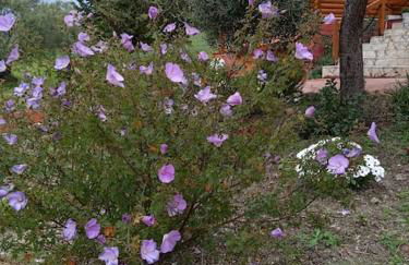 The lodge guest house - Foto 19