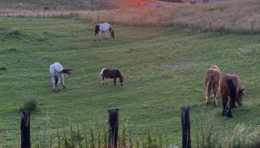 Leśny Zakątek - Mazury - Warmia - jezioro Dadaj - Foto 2