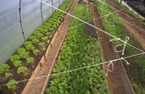 Casa L&M - Refúgio com Horta Biológica Certificada - Foto 30