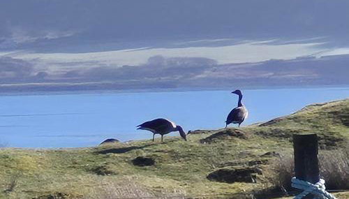 "Balmoral View" - Foto 2