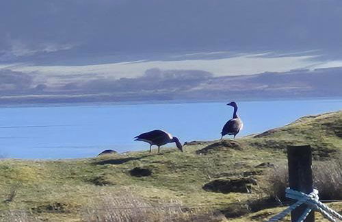 "Balmoral View" - Foto 2