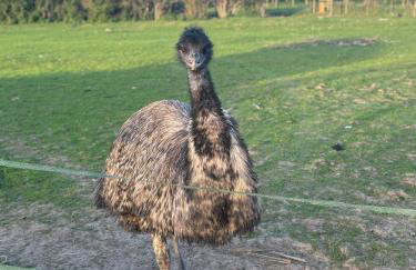 Bridie -rose with wood tub country retreat mini zoo - Foto 27