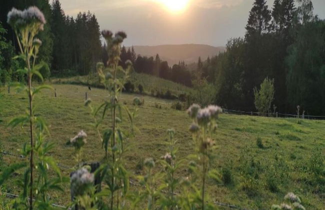 Luxurious Holiday Home in Érezée with Hot Tub - Photo 37
