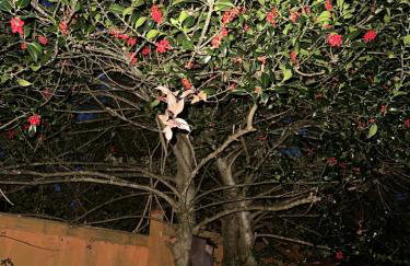 Holly Tree Cottage in Glastonbury - Foto 13