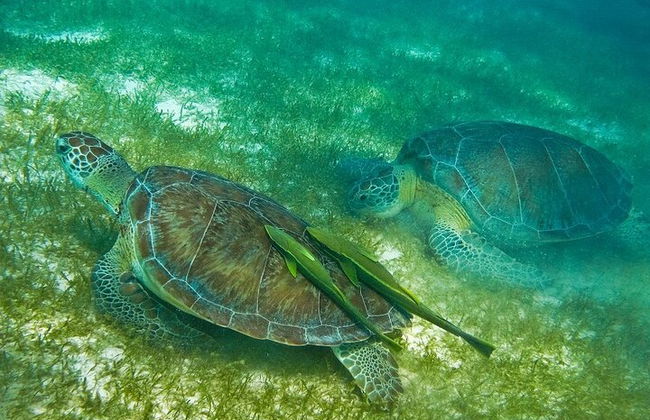 ATV-Schildkröten und Cenote - Foto 9