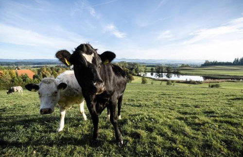 Appartement Mondholzliebe DG - Photo 12