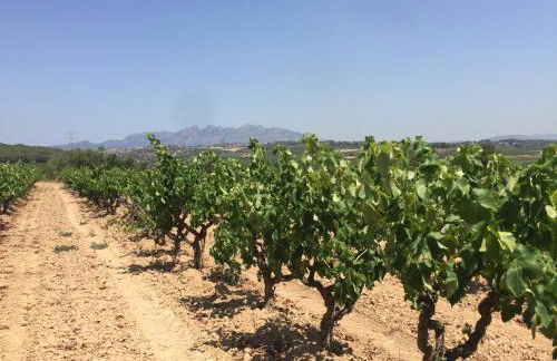 Masia Can Canyes & Spa - Photo 94