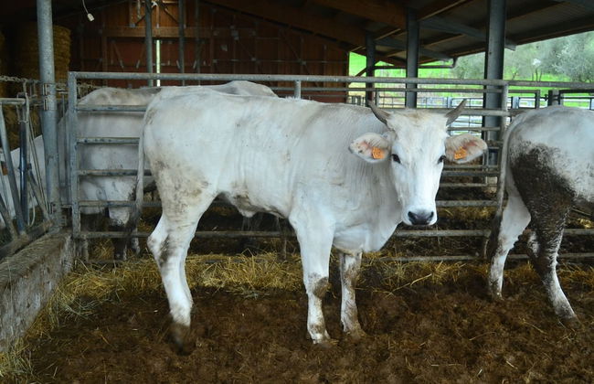 Idyllic Tuscan Hideaway With Pool and spa - Foto 32