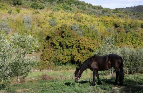 Tenuta Ponziani - Griffin's Resort - Foto 86