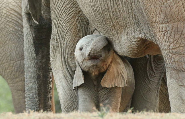 Escursione privata al belvedere degli elefanti di Anakulam - Foto 2