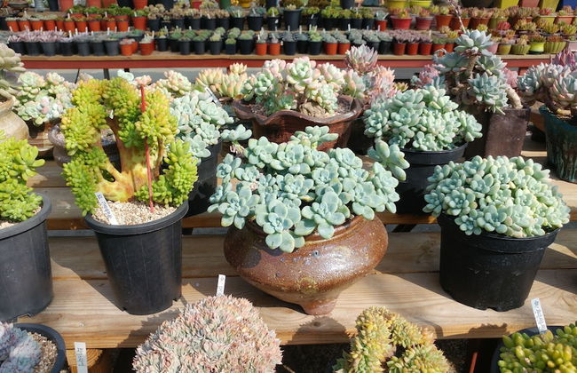 Boryeong Laon Pension - Foto 68