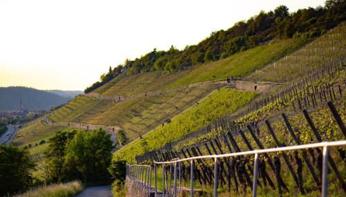 Weingut Leininger Ferienwohnungen - Foto 3