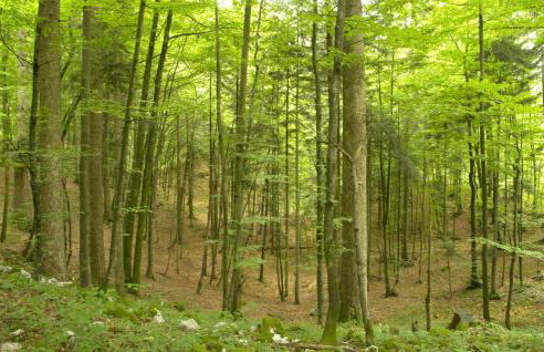 Kuca za odmor ZORA by Villas Guide - Foto 30