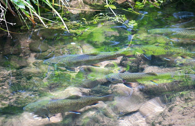 Apartment in a Charming Location on Forellenhof, Zorn Valley, Dabo - Foto 56