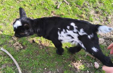 Tapada das Carvalhas - Foto 6