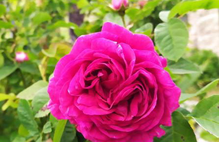 Turismo Rural Macieira Brava - Foto 15