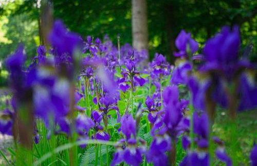 Casa "Dolina Kraljevac" - Foto 56