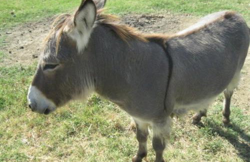 Agriturismo Consalvi - Foto 45