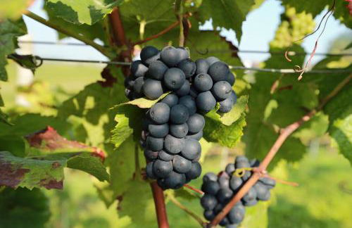 Ferienwohnung Zum Weinberg bis 4 Personen - Im Herzen der Pfalz - Foto 56