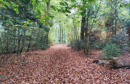 1 studio et 2 appartements 3 étoiles au calme à 150 m des thermes - Bains-Les-Bains - Foto 52