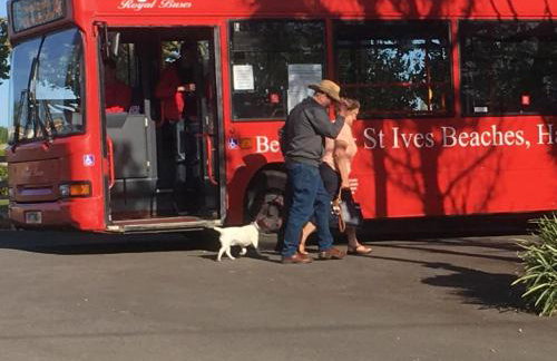 The Little Barn - Near St Ives Beaches & Walks, Dog Friendly - Foto 36