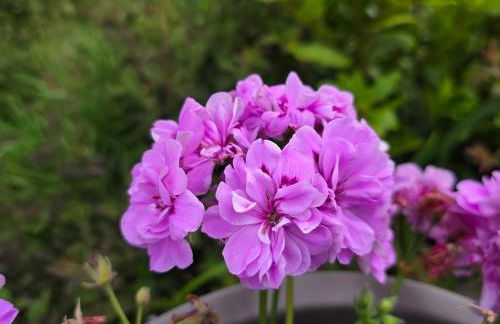 The Pod Quiet Sun Patio Fab Steam &Countryside Views - Photo 72