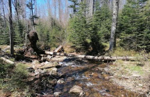 Ferienwohnungen Kremser bei Spiegelau Eppenschlag - Foto 57