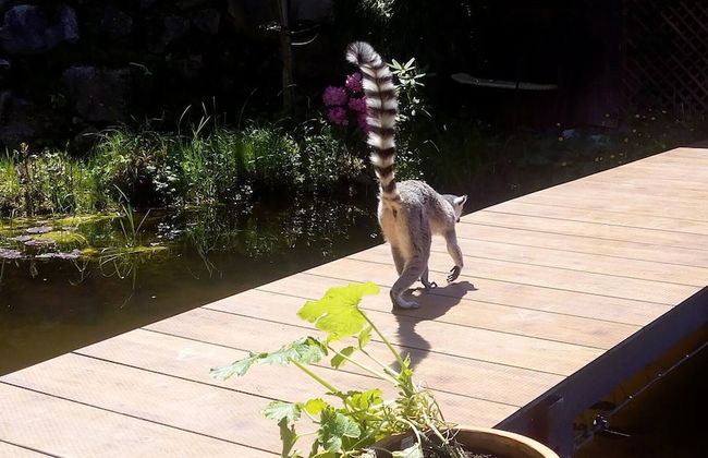 Kaiserhaus Harald Astner Ebbs Studio 1 - Foto 40