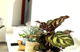 Roses' Home - Foto 7