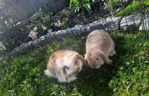 Ferienwohnung am Wirtshof - Foto 28