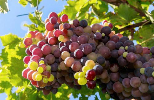 Antico Casale dei Sogni agriturismo - Foto 79