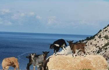 LEMON TREE GARDEN near Mirtos beach - Foto 34