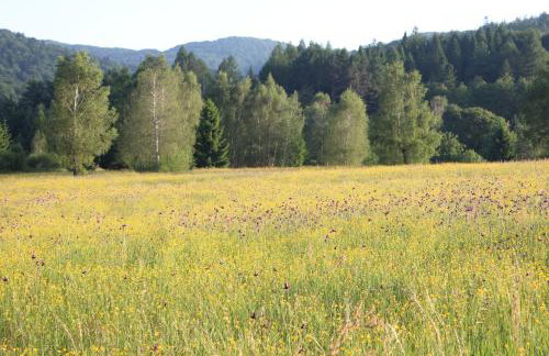 Dom Malowany domki - Foto 40