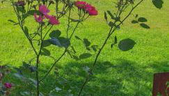 Ferienwohnung Steinbeisser - Photo 4, Garden, Garden view