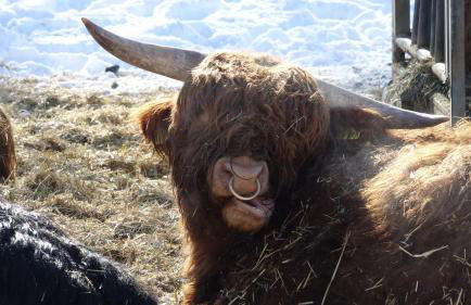 Rennsteig-Pension Trautwein - Foto 31