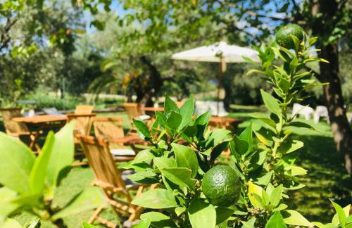 Az. Agr. Parco dei Buoi - Foto 10