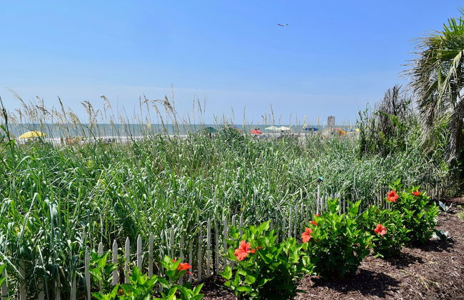 Jade Tree Cove - Foto 43