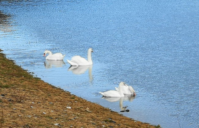 Ferienhof Schmickerath - Foto 43