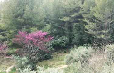 Jardin dans les Pins - Foto 1