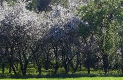 Bobrowe zacisze - Foto 9