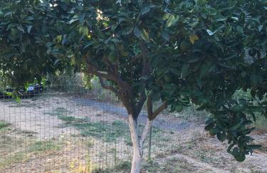 BIO Garden Stonehouse - Foto 47