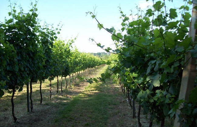 Agriturismo Molino Nuovo - Foto 13