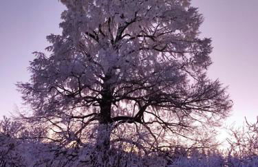 Gîte du Tilleul - Foto 40