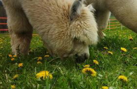 Pastelova Krova - domki w Bieszczadach - Foto 50