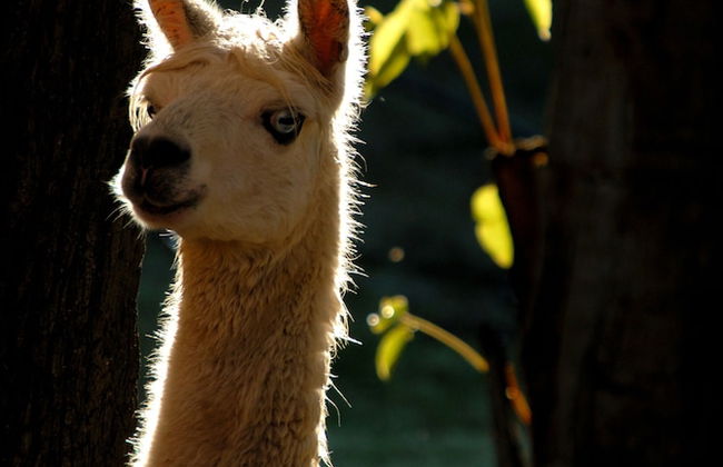 Diamond Forest Farm Stay - Foto 31